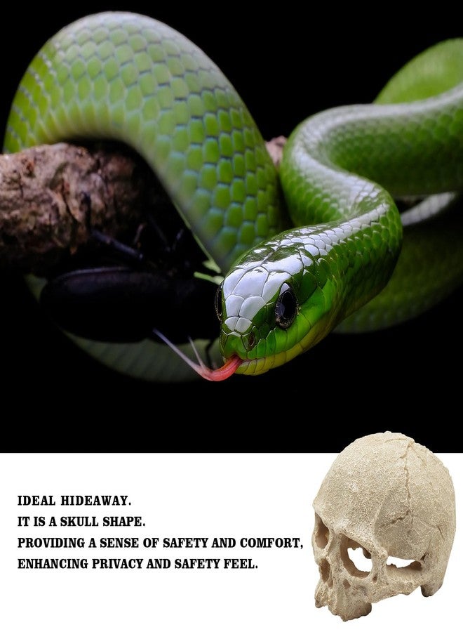 Oooct Snake Hideout, Reptile Aquarium Skull Decor, Resin Skeleton Head Fish Hide, Tank Terrarium Accessories, Reptile Hides and Caves for Fish Bearded Dragon Ball Python Leopard Gecko 4.7 × 3.5 × 3.7 Inch - Image 3